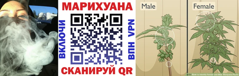 Шишки марихуана OG Kush  Геленджик 